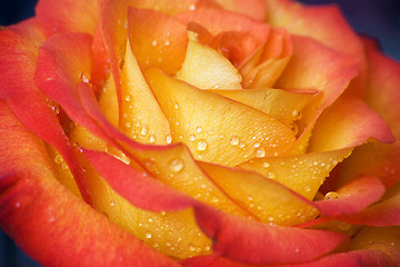 Image showing Dewy rose