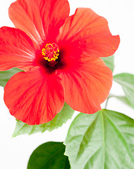 Image showing Red hibiscus flower