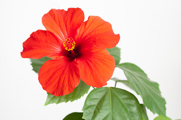 Image showing Red hibiscus flower