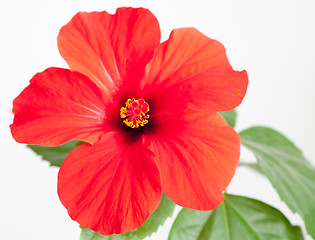 Image showing Red hibiscus flower