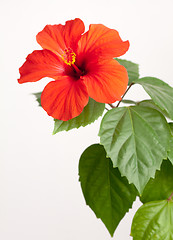 Image showing Red hibiscus flower