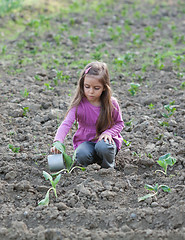 Image showing Watering the vegetable patch