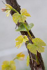 Image showing Grapes in spring