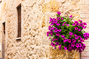 Image showing Tuscan flowers