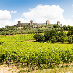 Image showing Wineyard in Tuscany