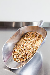 Image showing Beer Malt