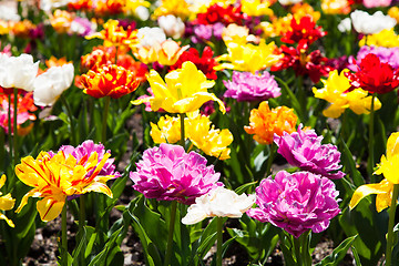 Image showing Tulips garden