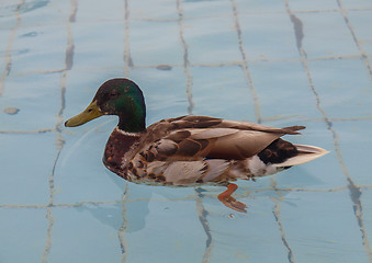 Image showing Duck bird