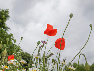 Image showing Papaver flower