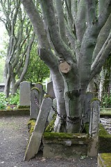 Image showing Tree in grave