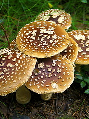 Image showing Six mushrooms standing together in a forrest