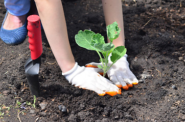 Image showing gardening