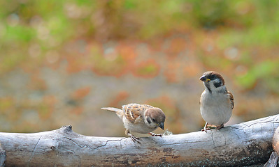 Image showing sparrows