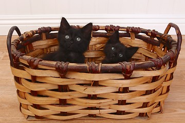 Image showing Curious Kittens Inside a Basket on White
