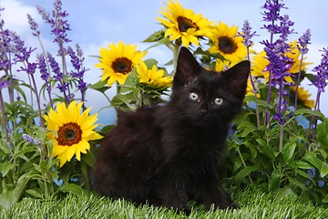 Image showing Cute Black Kitten in the Garden With Sunflowers and Salvia