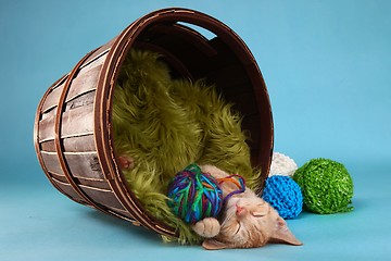 Image showing Little Orange Tabby Kitten in Studio