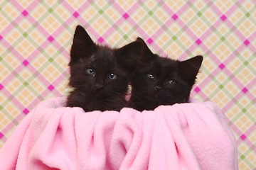 Image showing Cute Black Kittens on Pink Pretty Background