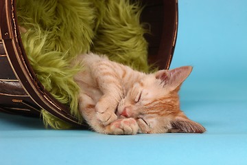 Image showing Little Orange Tabby Kitten in Studio