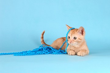 Image showing Little Orange Tabby Kitten in Studio