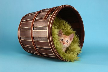 Image showing Little Orange Tabby Kitten in Studio