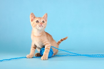 Image showing Little Orange Tabby Kitten in Studio