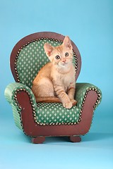 Image showing Little Orange Tabby Kitten in Studio