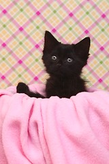 Image showing Curious Kitten on a Pink Soft Background