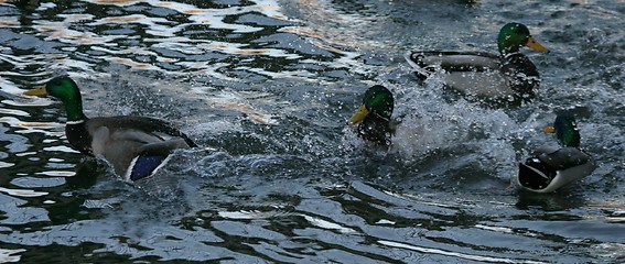 Image showing Ducks fighting