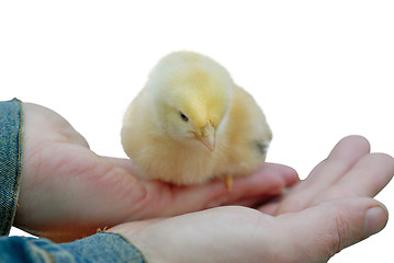 Image showing fluffy baby chicken