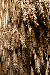 Image showing wheat hanging to dry