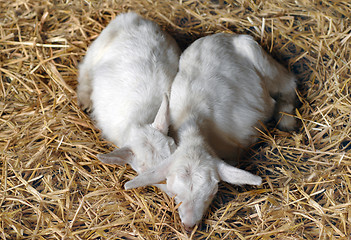 Image showing two young goats