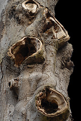 Image showing trunk with holes