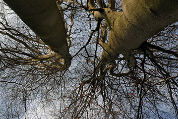 Image showing big trees