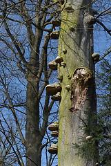 Image showing mushroom in tree