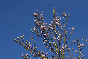 Image showing magnoliatree