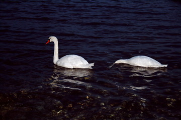 Image showing swans