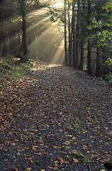 Image showing Light rays in the forest