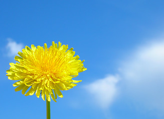 Image showing A Dandelion bright as the Sun