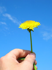 Image showing Dandelion for You