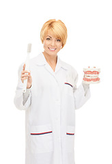 Image showing doctor with toothbrush and jaws