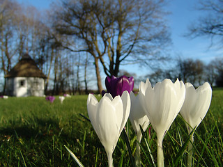 Image showing spring crocus