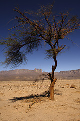 Image showing Jebel Uwaynat