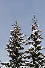 Image showing Spruce winter forest 04.03.2007