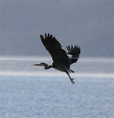Image showing Heron 27.02.2007