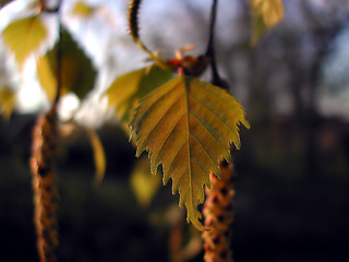 Image showing Birch leaves