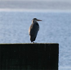 Image showing Heron_27.02.2007