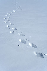 Image showing Footprints in the snow