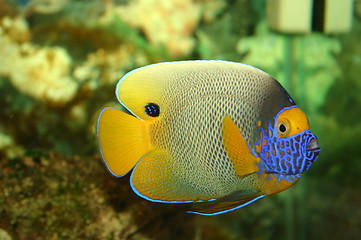 Image showing Blue Face Angelfish