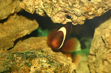 Image showing Finding Nemo