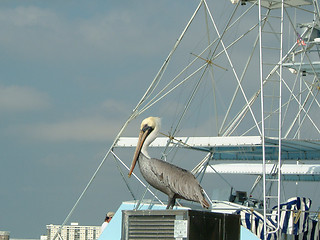 Image showing bird